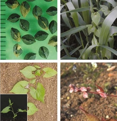 Black-bindweed at four growth stages